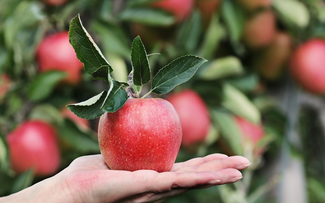 Idées de recettes pour la cueillette des pommes