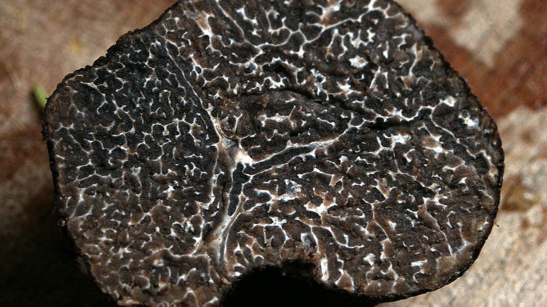 La truffe dans votre cuisine : découvrez quelques recettes savoureuses